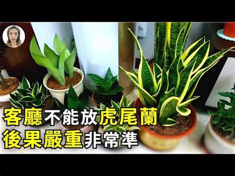 佛手虎尾蘭風水|招財風水禁忌擺放虎尾蘭風水：如何讓虎尾蘭成為富裕的象徵